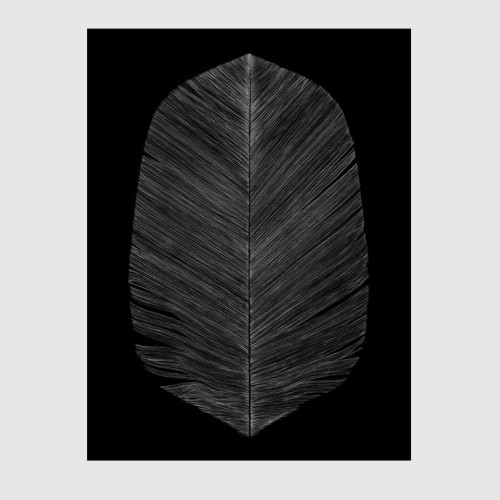 black feather - poster.jpg